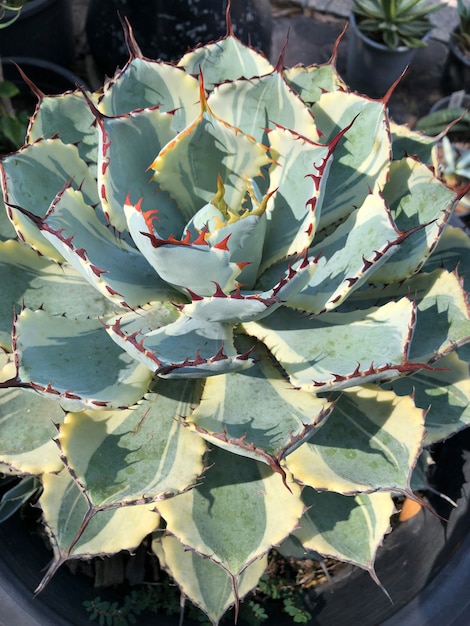 Photo agave potatorum (butterfly agave)