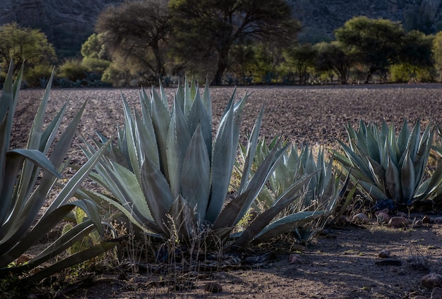 A Agave row Agave Americana used to make honey water and pulque in Mexico