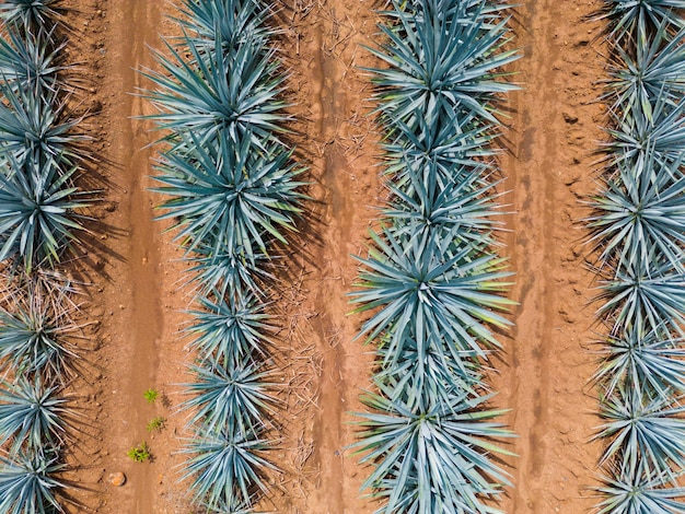 Agave tequila plant - Blauwe agave landschapsvelden in Jalisco, Mexico