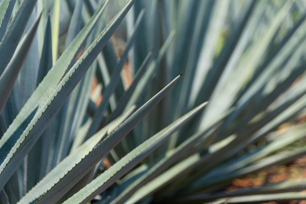 Agave tequila plant - Blauwe agave landschapsvelden in Jalisco, Mexico