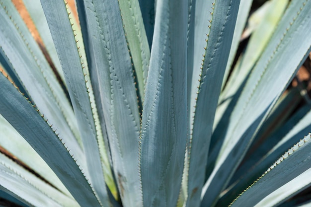 Agave tequila plant - blauwe agave landschapsvelden in jalisco, mexico