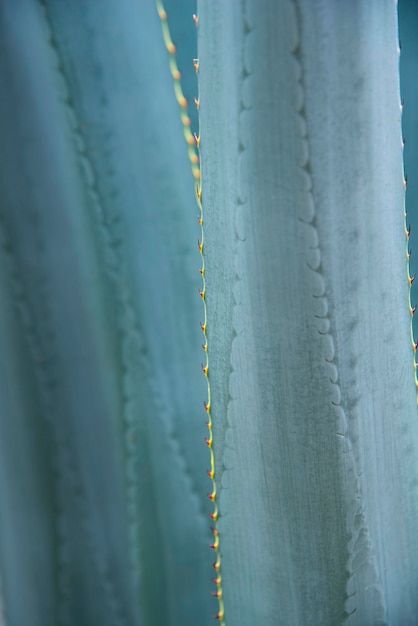 Agave tequila plant - Blauwe agave landschapsvelden in Jalisco, Mexico