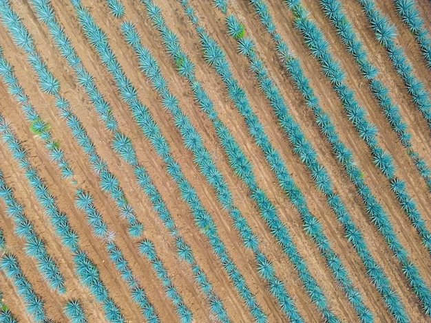 Завод текилы агавы - Пейзажные поля голубой агавы в Халиско, Мексика