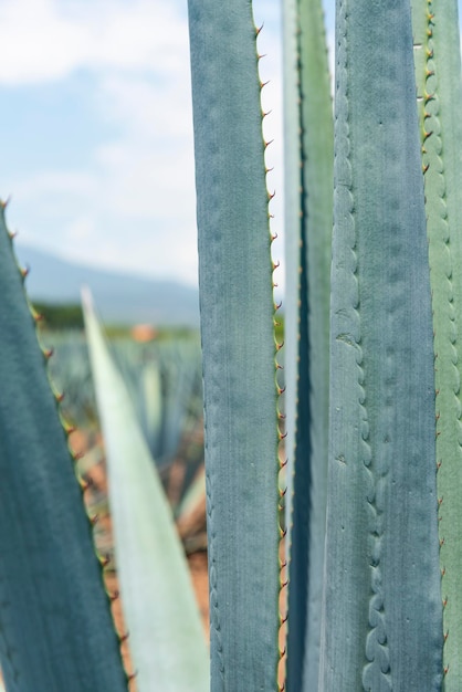 Agave tequila plant - Blue agave landscape fields in Jalisco, Mexico