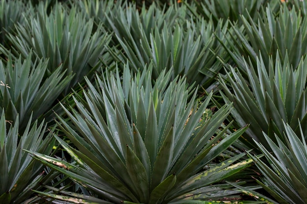 사진 agave tequilana 학명 과: asparagaceeae 아과: agavoideae