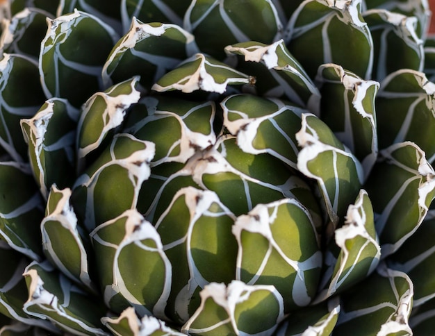 Agave victoria reginae 기하학적 깔때기 모양 식물