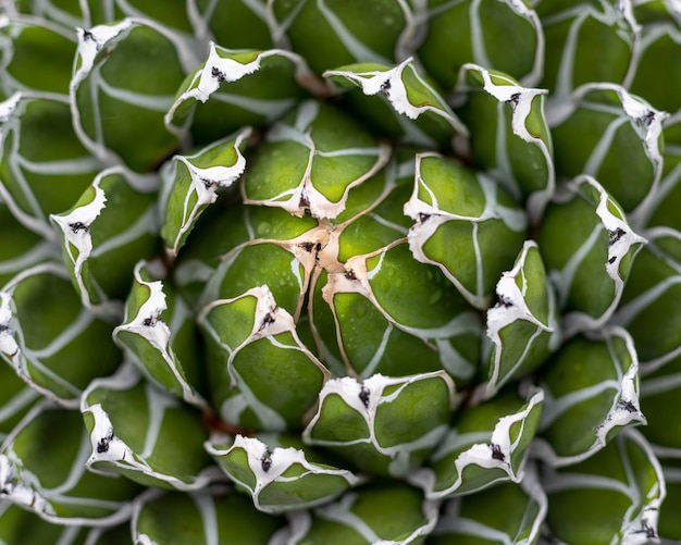 Agave victoria reginae high angle view