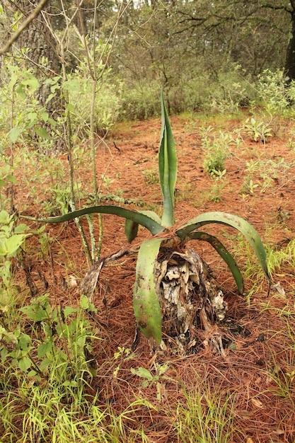 agave