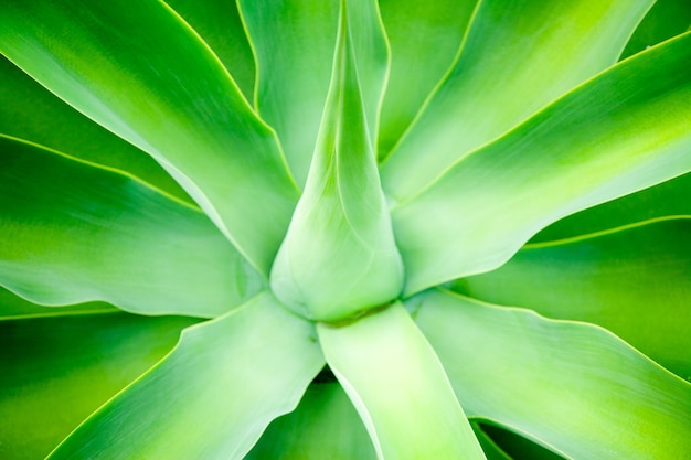 Agave