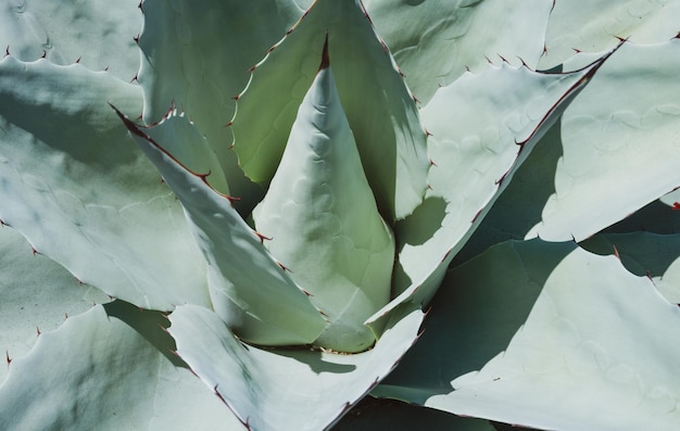 Agavecactus close-up cactus in woestijncactussen of cactussenpatroon