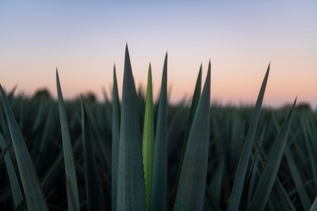 Foto paesaggio di agavero all'alba o alba del paesaggio di tequila nel comune di tequila jalisco messico