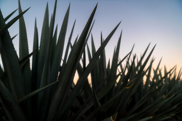 Agavero-landschap bij dageraad of tequila-landschapszonsopgang in de gemeente Tequila Jalisco Mexico