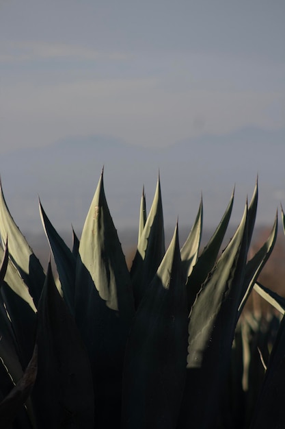 Photo agaves with space for text