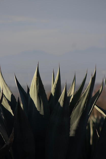 Foto agave con spazio per il testo