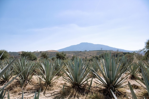 Agaveveld voor Tequila-productie Jalisco Mexico