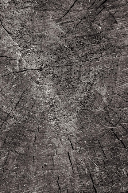 Age rings. The flow of time. Sawn trunk. Old tree. Wood texture. Old tree.