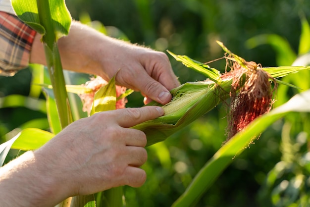 Foto l'agricoltore anziano esamina il seme di mais nei campi di mais