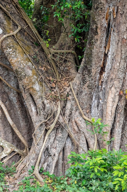 Aged large banyan tree trunk inside of the forest close up