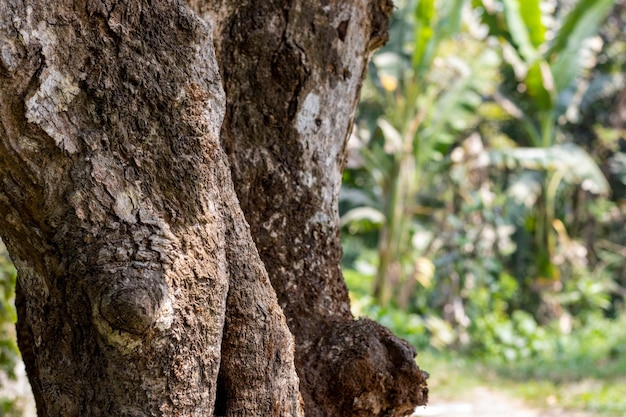 Aged tree trunk close up shot with copy space