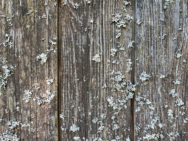 Fondo in legno invecchiato con licheni.