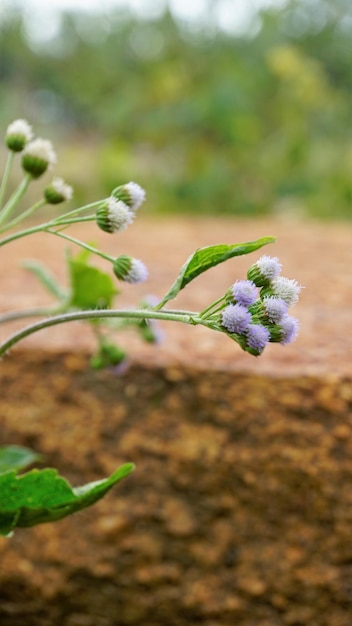 Ageratum conyzoides, также известный как тропическая белокрылка, ублюдок аргимония, цветок нити, сорняк козы и т. д.