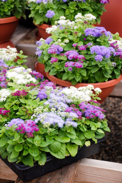 Ageratum, Gemengde ageratum, Potplanten met gemengde kleuren