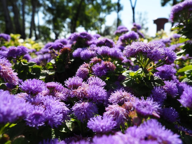 Ageratum genus flowering annuals and perennials from family Asteraceae Violet flowers in summer garden Purple flowers of ageratum Ageratum blooming Closeup in sunny weather Pussy foot