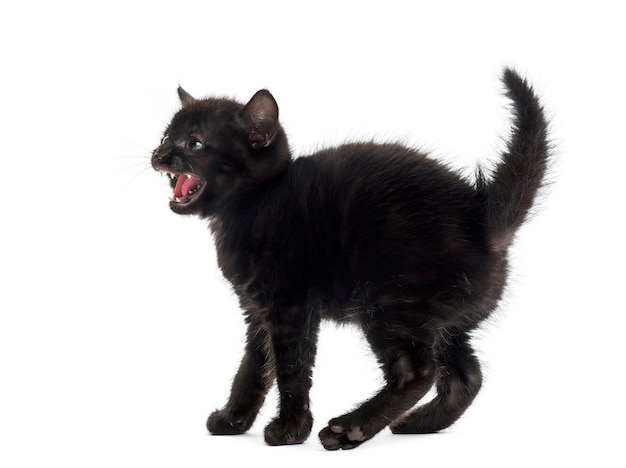 Aggressive black kitten in front of a white wall