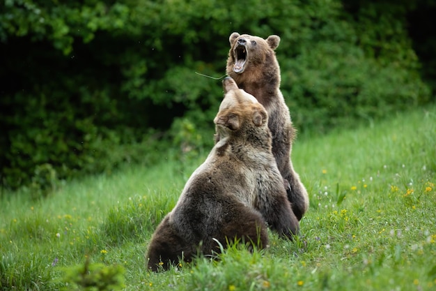 Aggressive brown bear attacking other and roaring loudly