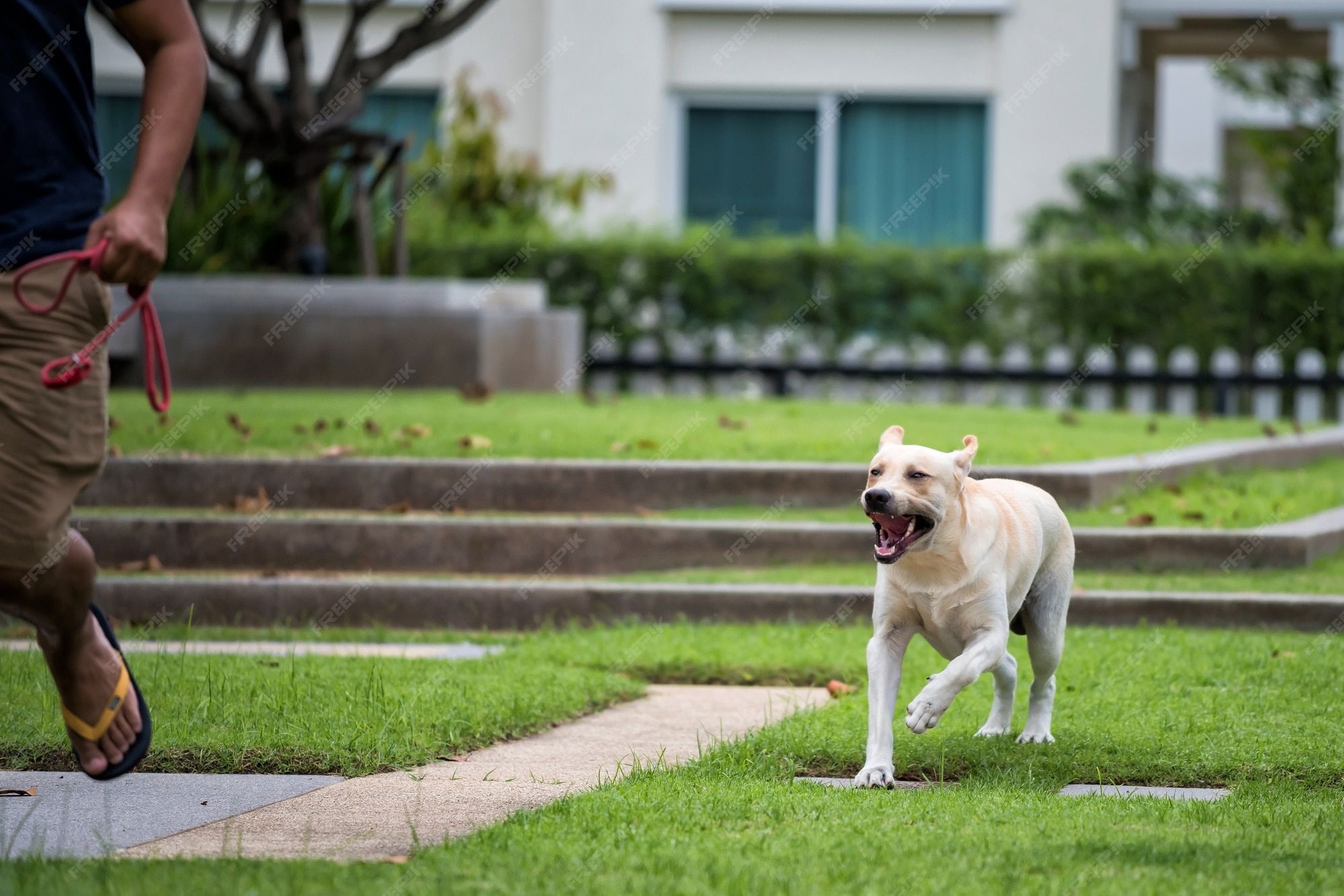 Are Labradors Aggressive Dogs