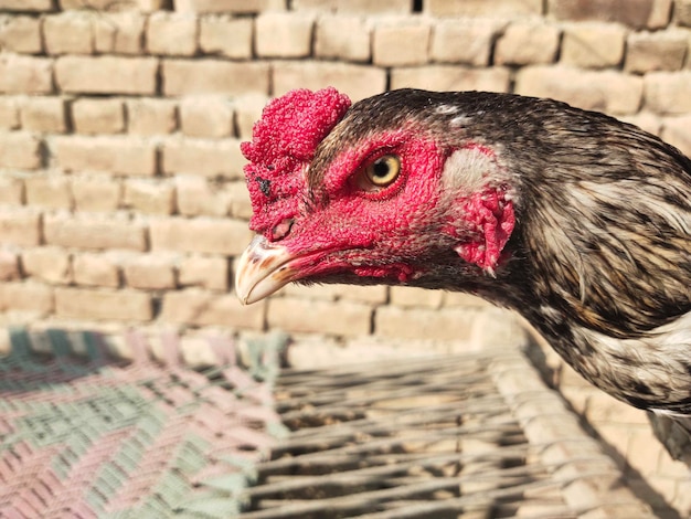 Aggressive Rooster's Neck