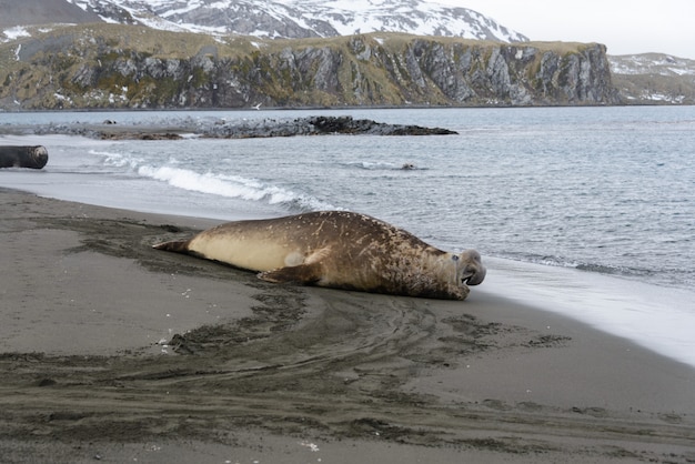 Aggressive sea elephant