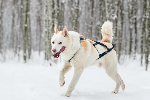 Agile dog enjoying a snow run