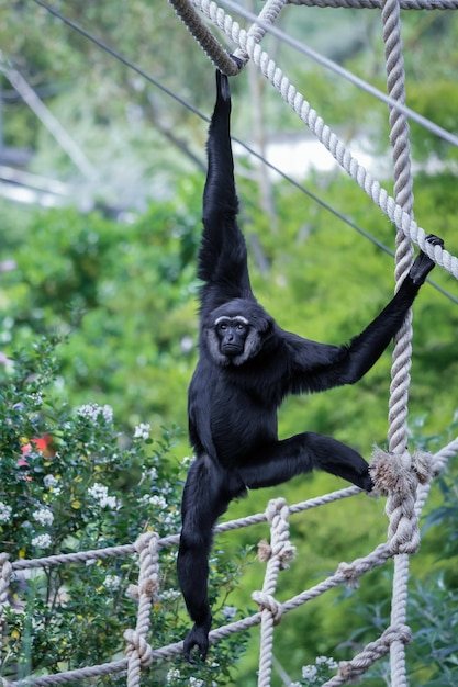 Agile gibbon hylobates agilis