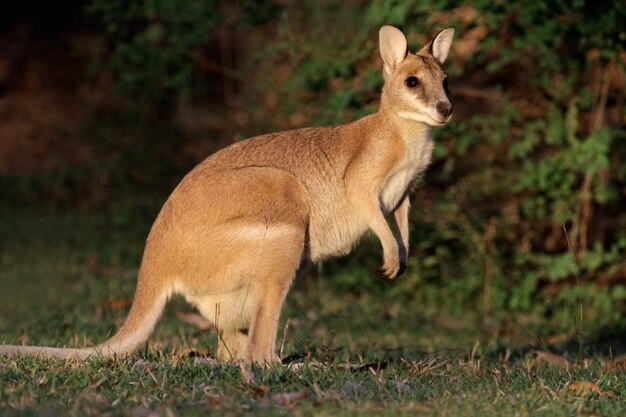 Photo agile wallaby