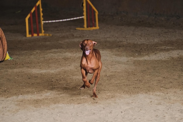 アジリティ競技会は、飼い主のハンガリーの赤い色のビズラとの接触を改善するために犬とスポーツをします