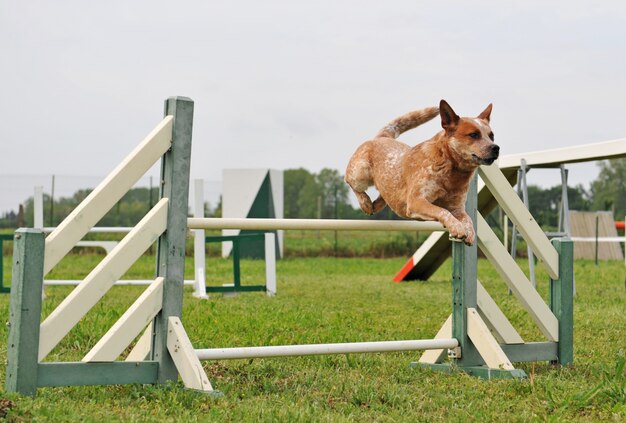 Agility dog jumping