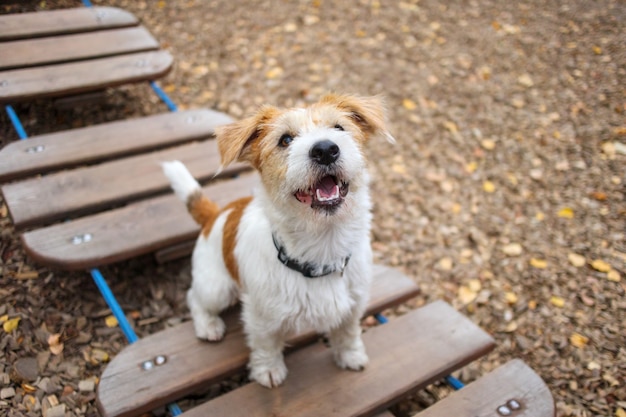 민첩성 강의. 개 훈련 마을. Wirehaired Jack Russell Terrier 강아지는 매달린 밧줄 사다리의 단계에 앉아 있습니다.