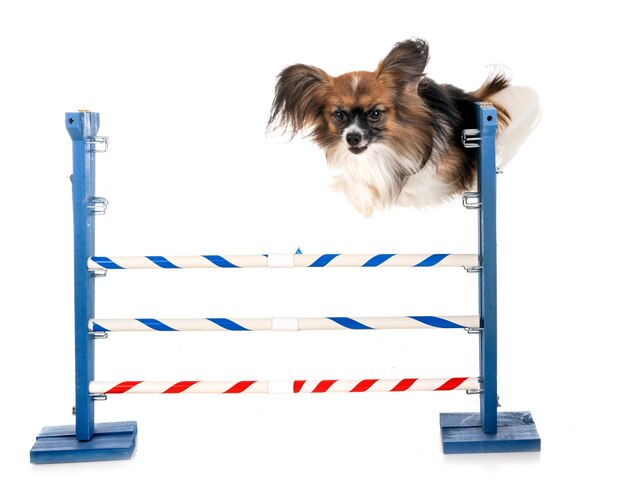 agility and little dog