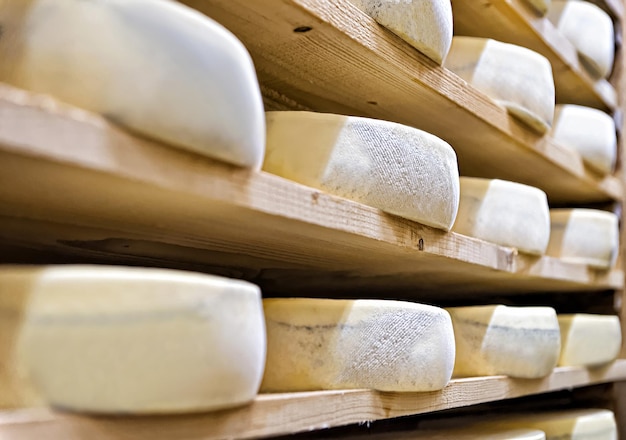 Aging Cheese on wooden shelves at maturing cellar in Franche Comte creamery in France