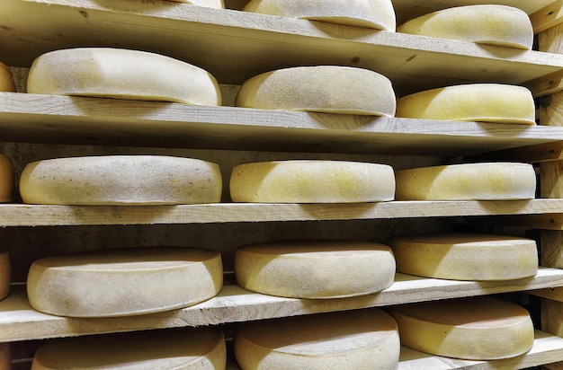 Aging Gruyere de Comte Cheese on wooden shelves at ripening cellar in Franche Comte dairy, France