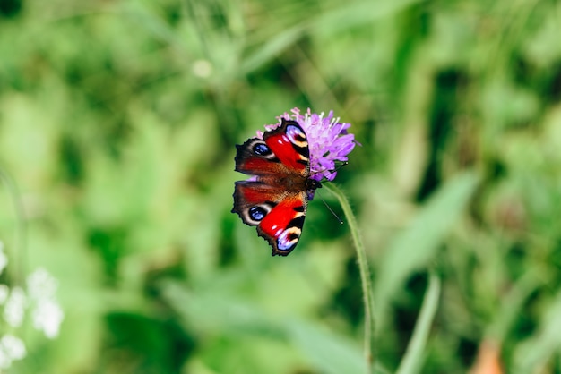 ピンクの花の上に座っているAglaisioまたはヨーロッパの孔雀の蝶