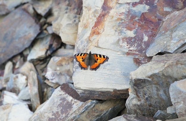 Foto aglais urticae è una farfalla della famiglia nymphalidae