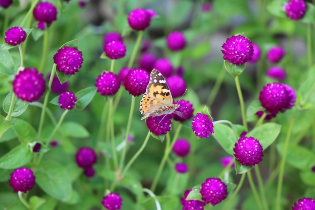 Aglais urticae è una farfalla sul fiore viola di gomphrena