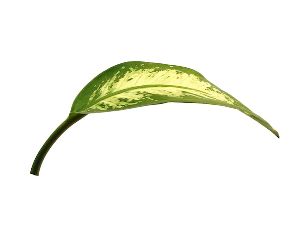 Aglaonema blad op witte achtergrond