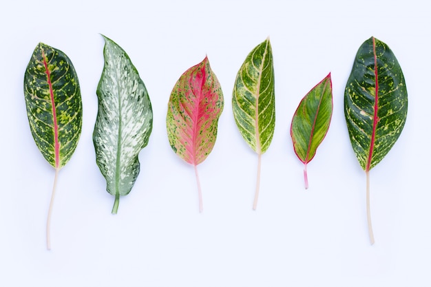 Aglaonema-bladeren op wit worden geïsoleerd dat