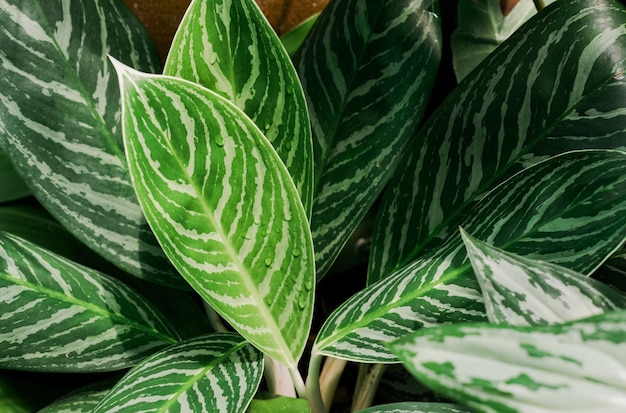 Aglaonema 또는 Chinese Evergreen은 정원에서 자라는 녹색 잎입니다