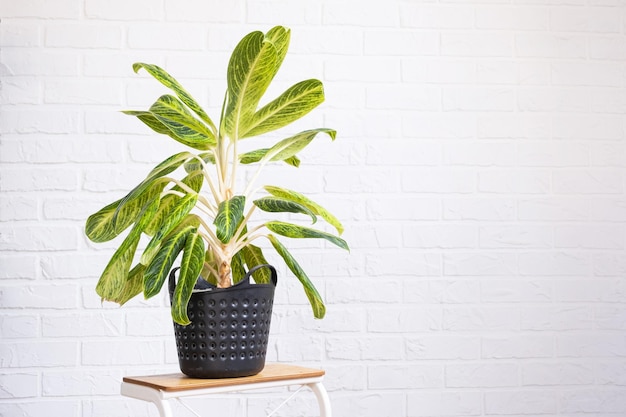 Aglaonema closeup in the interior on table Houseplant Growing and caring for indoor plant green home