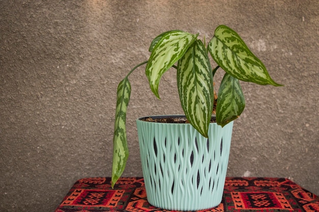 Aglaonema commutates house plant green beautiful plant