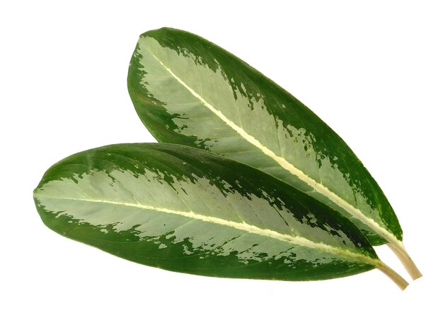 사진 흰색 배경에 aglaonema commutatum 잎 격리 됨